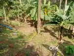 Pampady 10 cent house plot.1.50 .lakh.