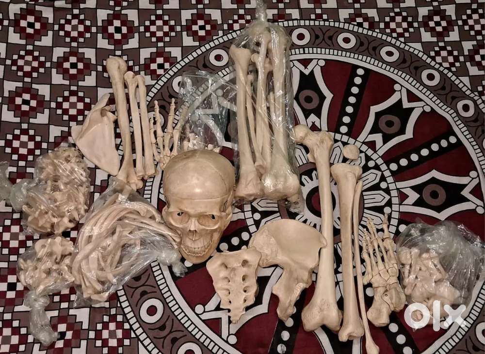 Bilateral Disarticulated Human Skeleton (Complete Bone Set)