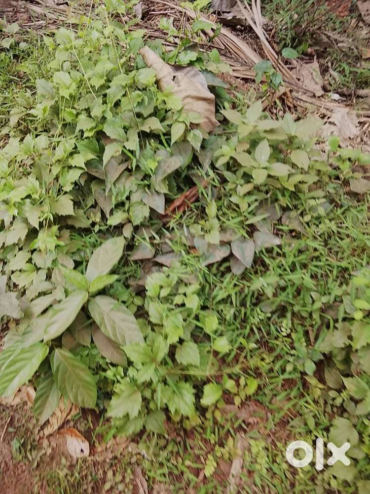 10 CENT LAND FOR SALE PUTHIYARA CALICUT