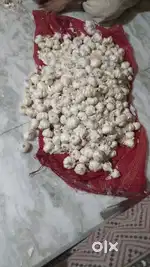 Garlic Peeling (લસણ, આદુ છોલી આપીશુ)