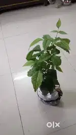 Bael patra plants for sale