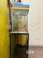 Fish tank all okay