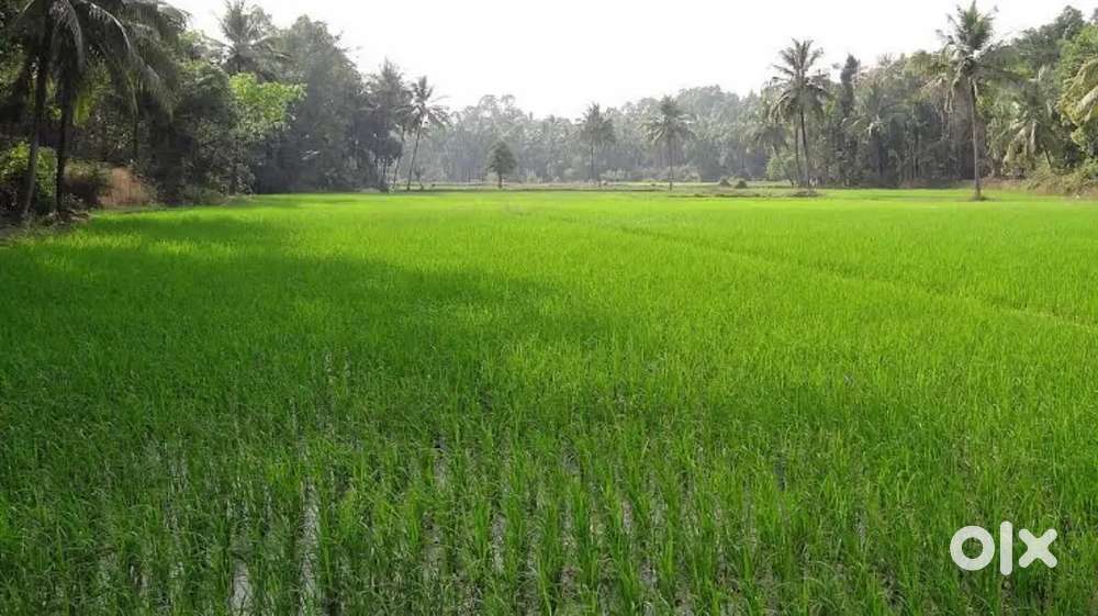 Agriculture land for sale at anakapalle rebhaka village