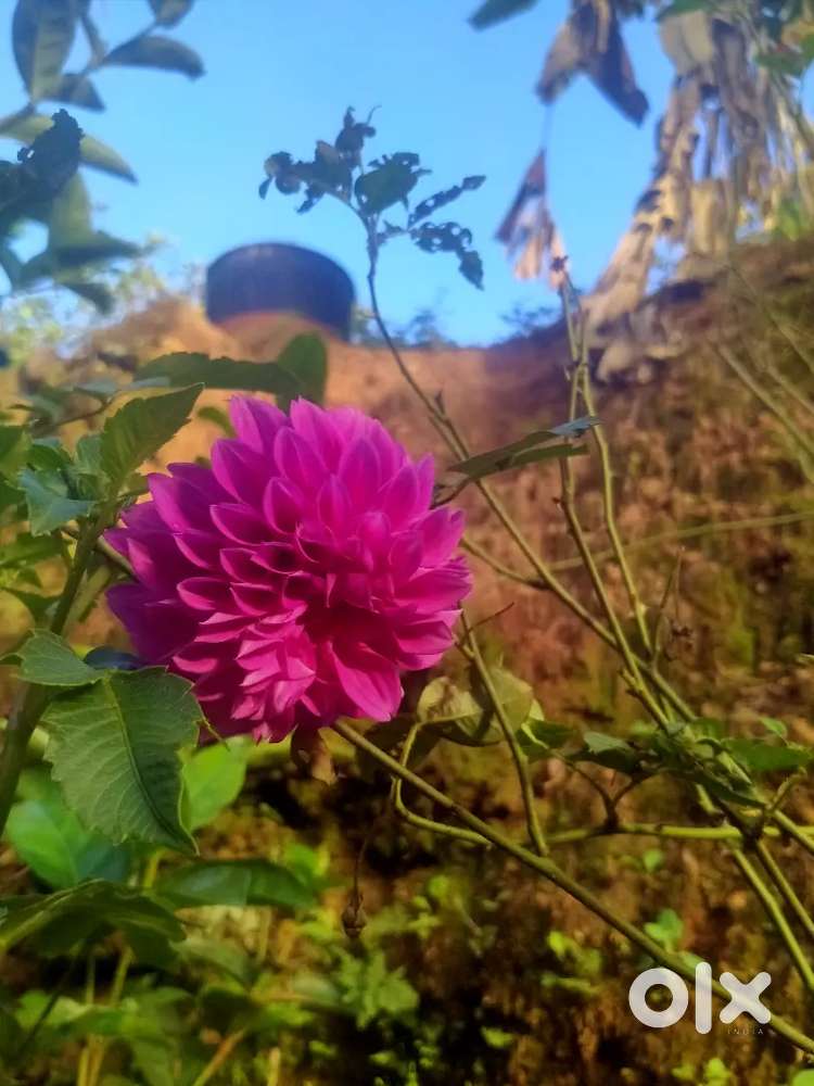 കിളിമാനൂർ 5,10 സെന്റ് വിൽപ്പനക് സെന്റ് പ്രൈസ് 25000,, 30000 rupa