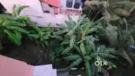 5 Cent plot for sale
