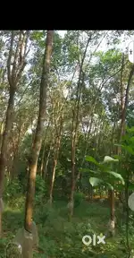 10 Ackar ruber estate/ Per Acar 35 Lakh Paingootoor ,