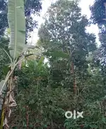 31 Cent farm land for sale near thandigudi, kodaikanal