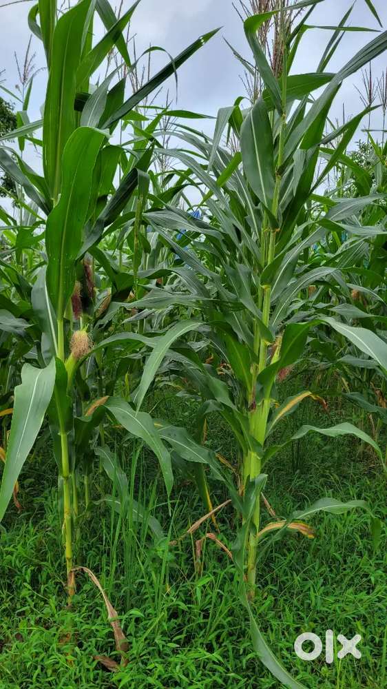 Ghrt Hokolu kam kora manuh ejon lagisil