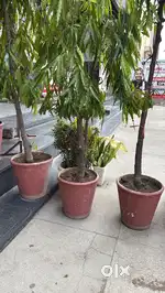 Ashoka tree in Pots