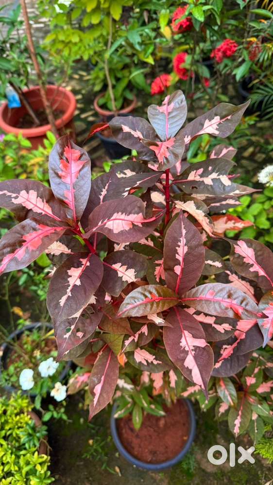 Gardening and landscaping