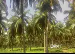 POULTRY FARM .COCONUT FARM, PLAIN LAND, GODOWN, FOR SALE & LEASE