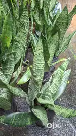 Plant (indoor - out door , flowers , fruits plant)