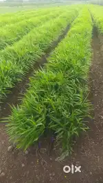 Agricultural land for sale