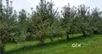 11 Bigha(2.20Acre) Apple farm for sale