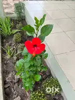 Plot for sale khurja near Kailash hospital 200 gz