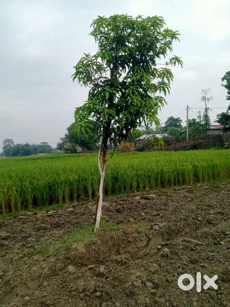 Rambag MIT mai 10 lakh tak ka jamin available h.