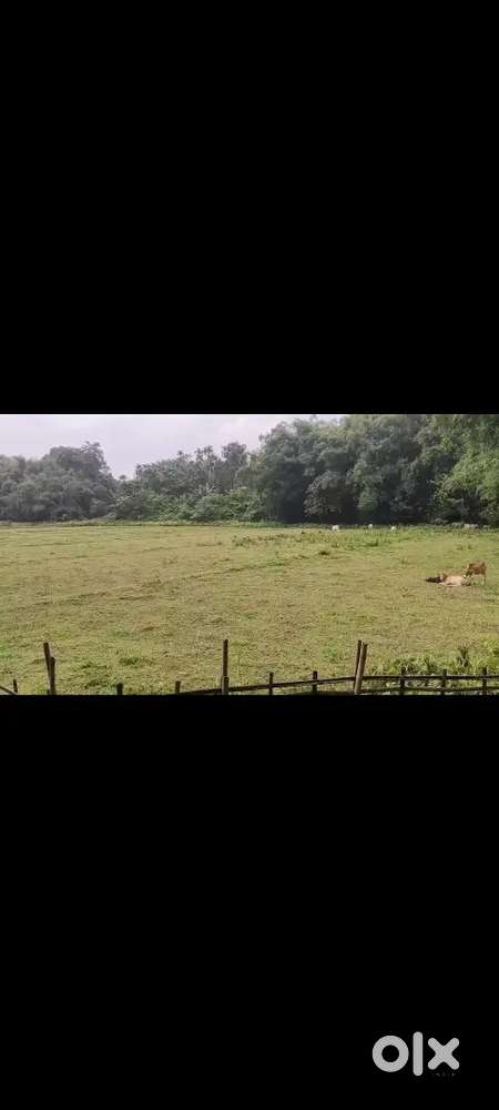 5bigha for 15lakh per bigha