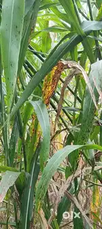 Agriculture land area