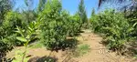 Farmhouse Plots with Sandalwood Plantation