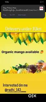 Fresh mangos available