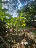 6 CENT RESIDENTIAL LAND FOR SALE AT KAKKANAD INFOPARK KUSUMAGIRI
