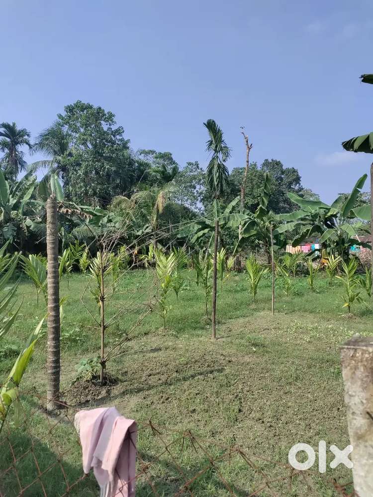 বজালী ৰ পাঠশালা dc sp office ৰ পৰা 2 কিলোমিটাৰ (ভৌকামাৰী) ত মাটীতো