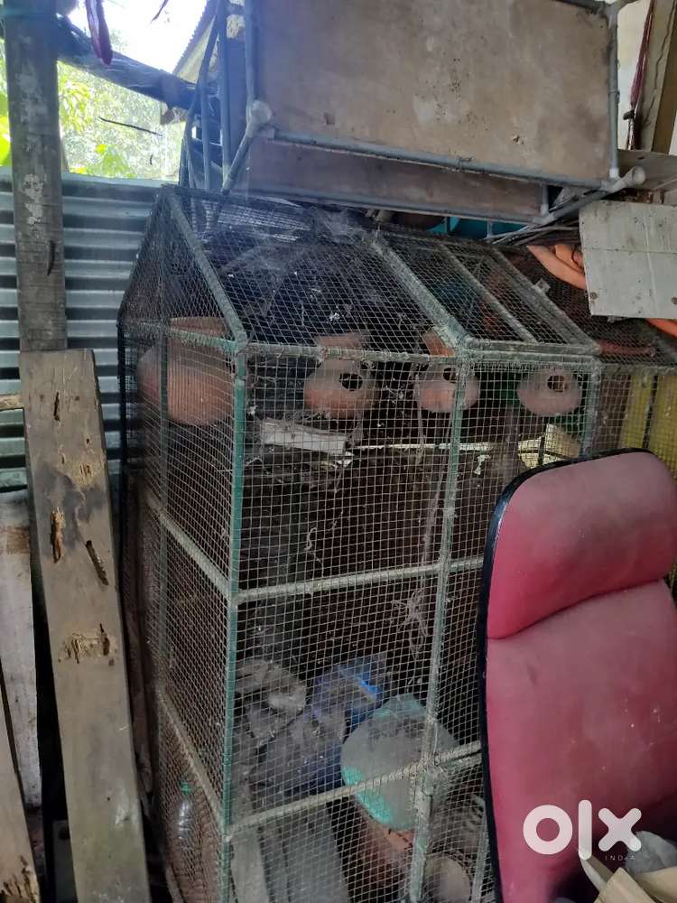 Big size Cage for brd.