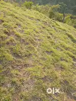 51 biswa near Kasuli H.p