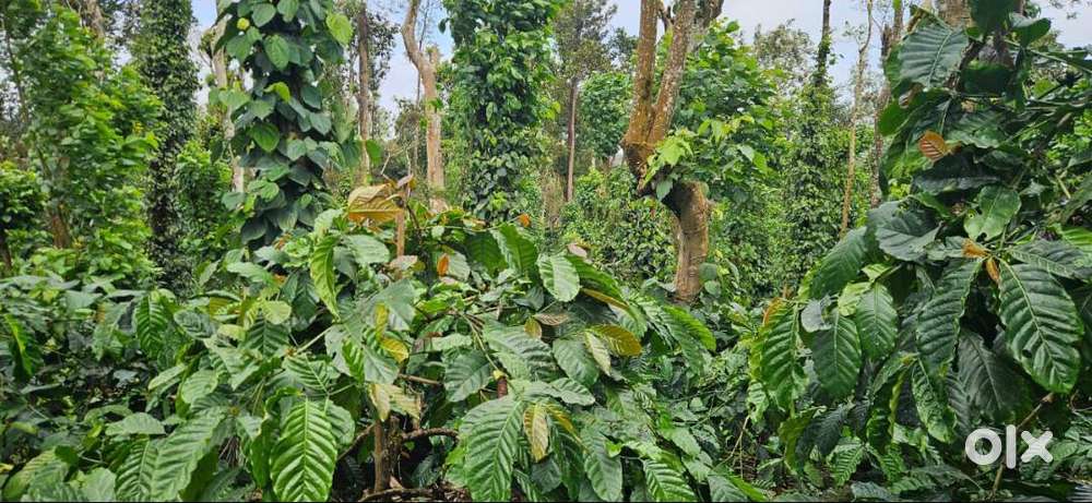 45 Acre Coffee & Pepper Estate for Sale – Near Belur