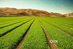 One Acre Just 15 Lakhs at Narayankhed