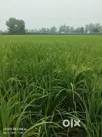 Agriculture land & plots