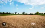 Labana colony plots
