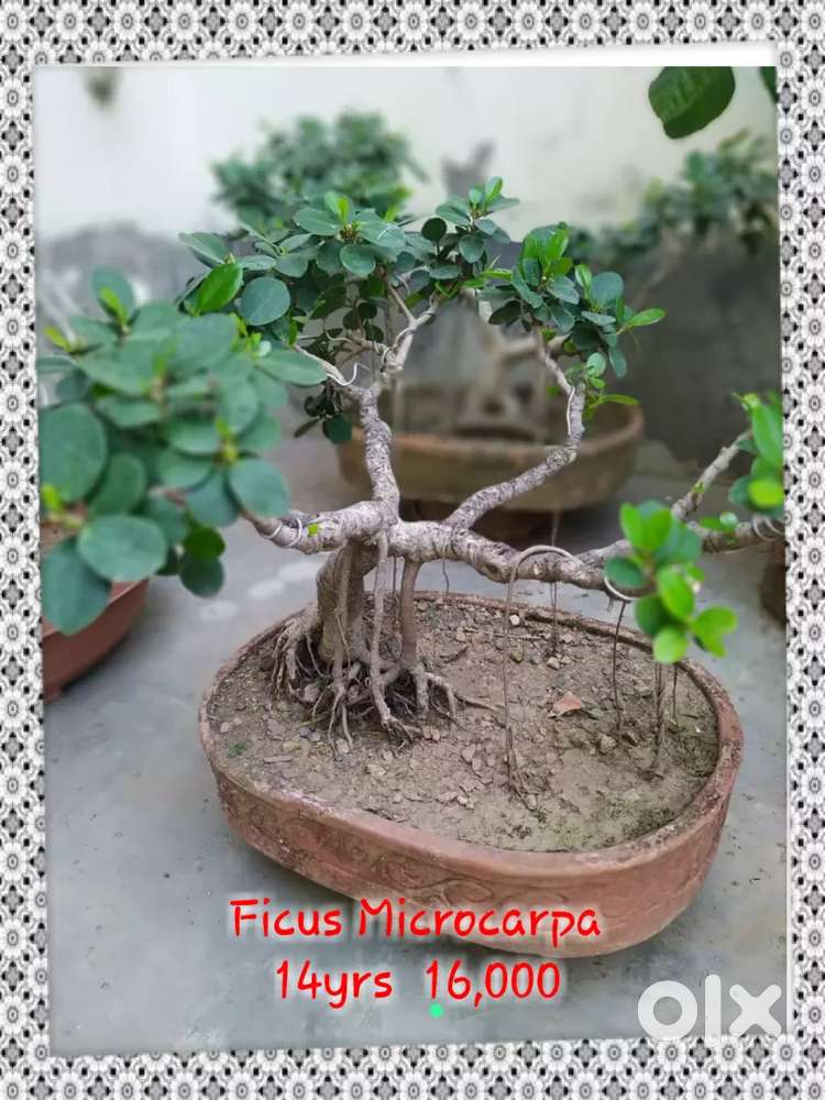 Bonsai Tree