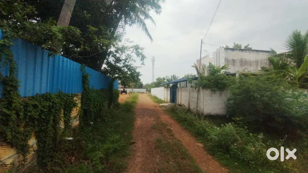 Marungai road punnai nallur Mariamman Kovil