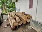 Teak Wood for sale
