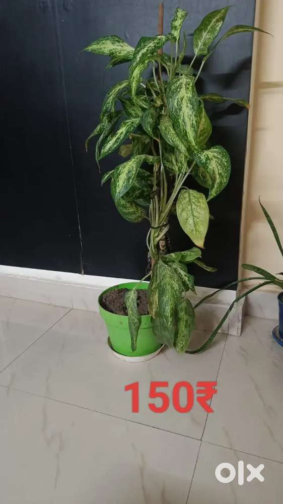 Live potted plants at very reasonable price
