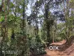 24-Acre Estate in Valad Wayanad