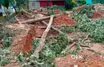 Teak wood for sale