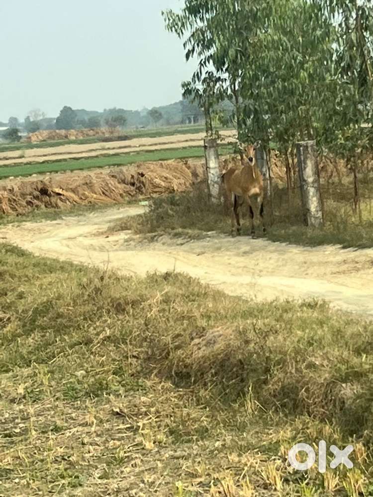 600 gaz plot required in a society