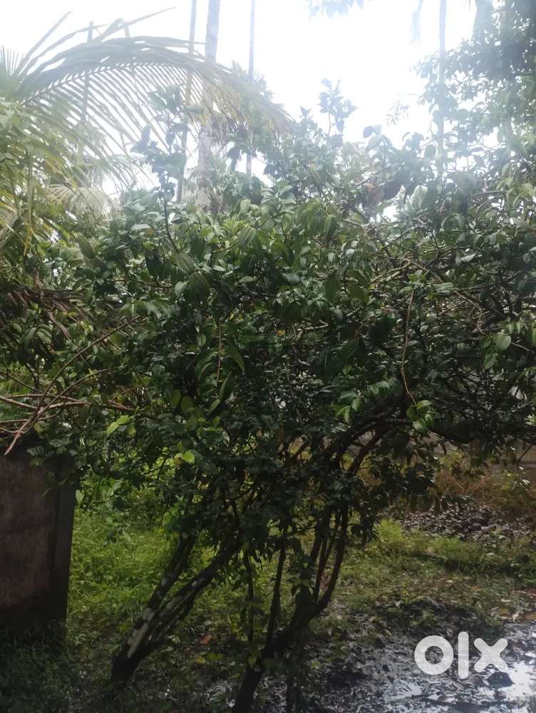 Land at chettikulangara
