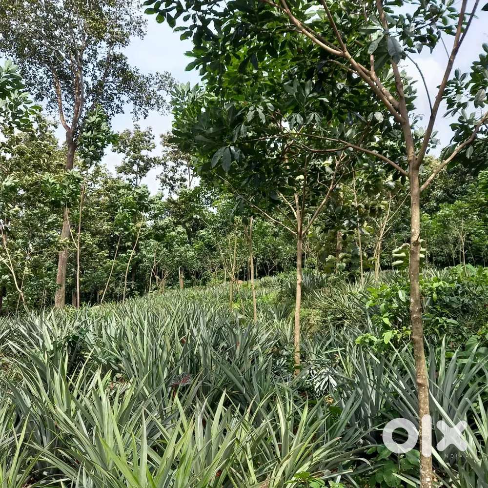 150 cent L-spaped property with over 3 year old rubber trees
