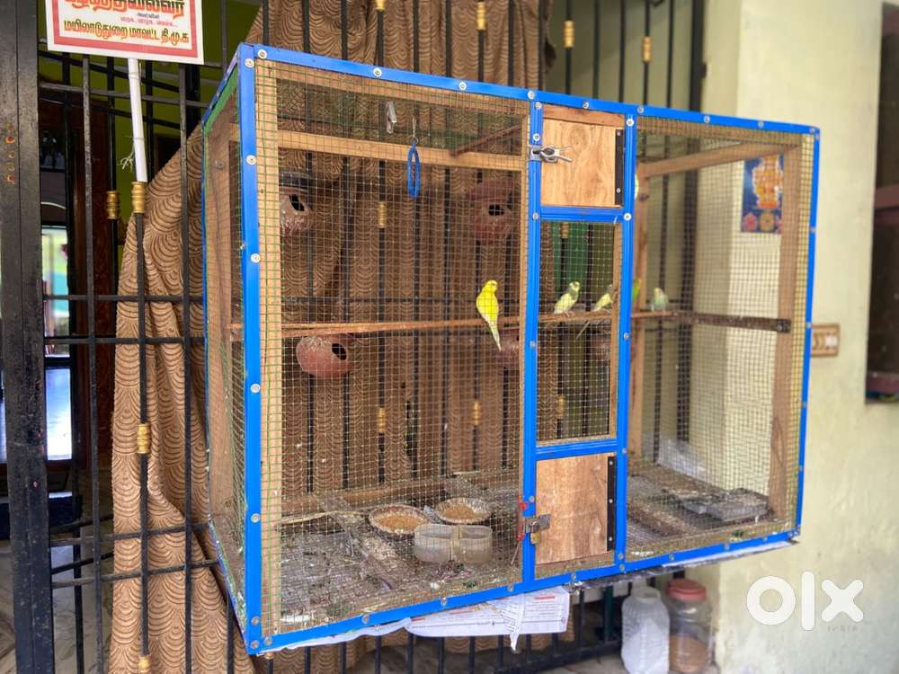 Love Birds with Big Gage