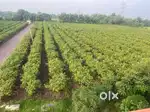 malpuri guava farm front road only one unit left