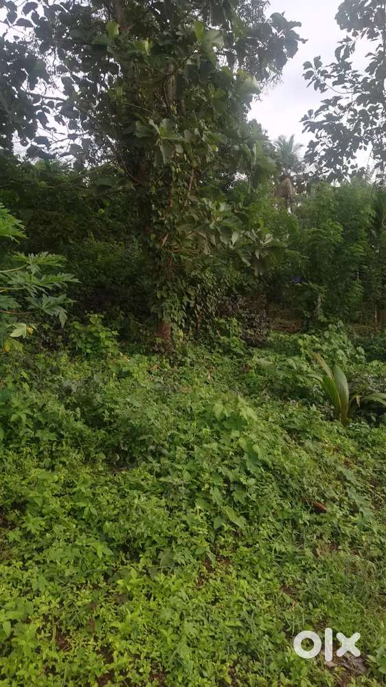 50 cent for sale near peechi dam, peechi wildlife sanctuary.