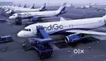 Full time jobs in IN INDIGO AIRLINES PICK an DROPPING SERVICE for