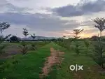 Exclusive farmhouse plots nearby IIT, IISER INSTITUTE TIRUPATI