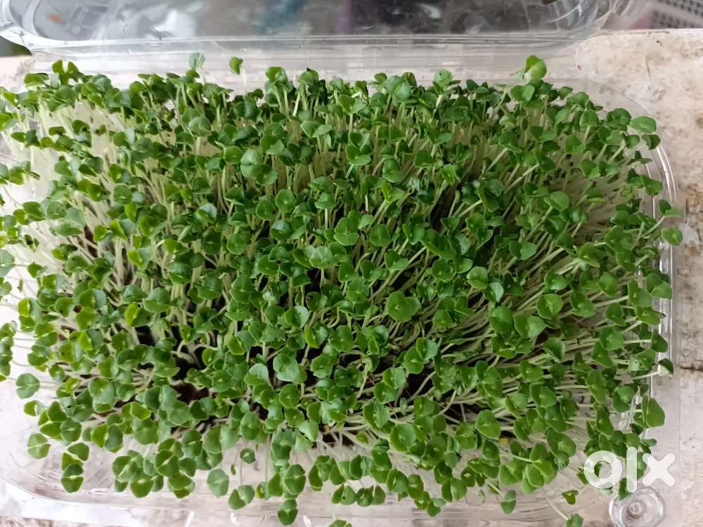 Micro green s organic super food