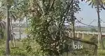 11.5 Acres river facing Coconut Farm for Sale – Malavalli