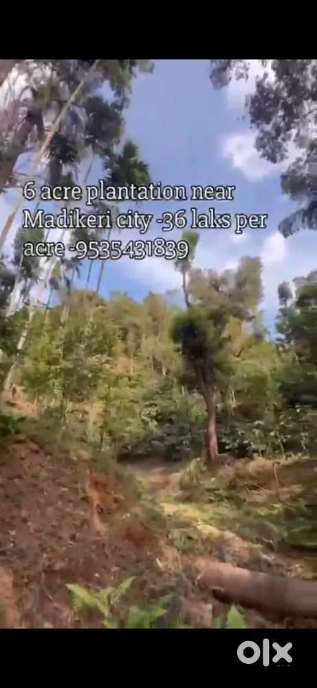 Premium 6acres coeffe estate for sale near madikeri city