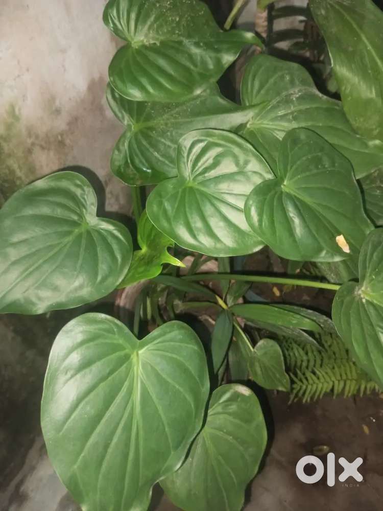 Plants , bonsai available for sale